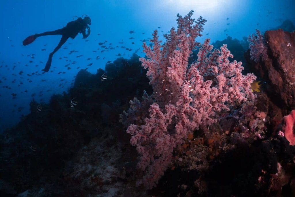 Komodo Airport Transfer: Raja Ampat Diving & Snorkelling in 2027